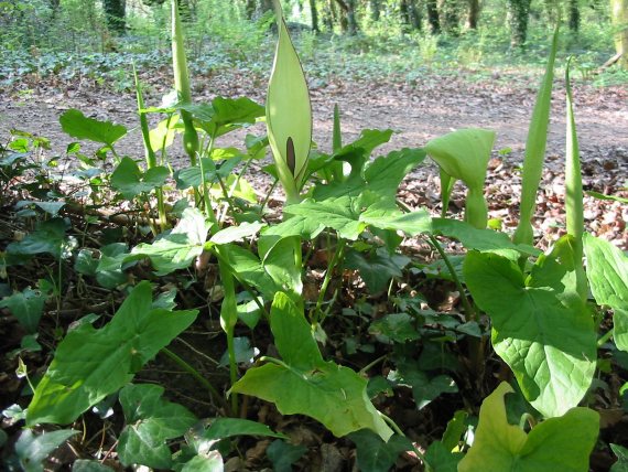 Howardian Local Nature Reserve
Lords-and-ladies, Cuckoo-pint