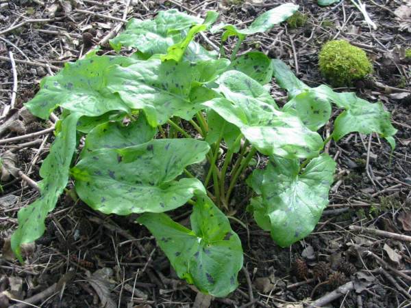 Howardian Local Nature Reserve 
Spotted Lords-and-ladies, Cuckoo-pint