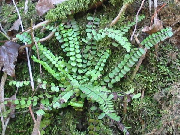 Howardian Local Nature Reserve 
Maidenhair Spleenwort
