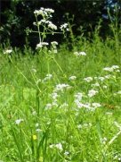 Marsh Bedstraw