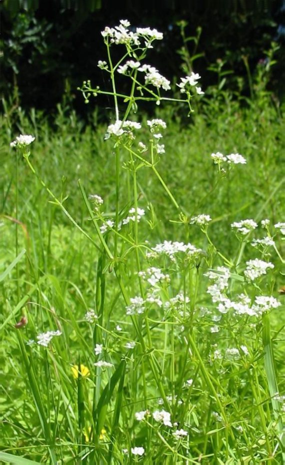 Howardian Local Nature Reserve Marsh Bedstraw