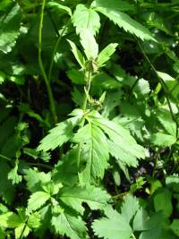 Marsh Cinquefoil bud