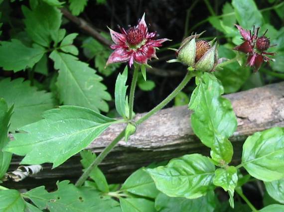 Howardian Local Nature Reserve Marsh Cinquefoil flower
