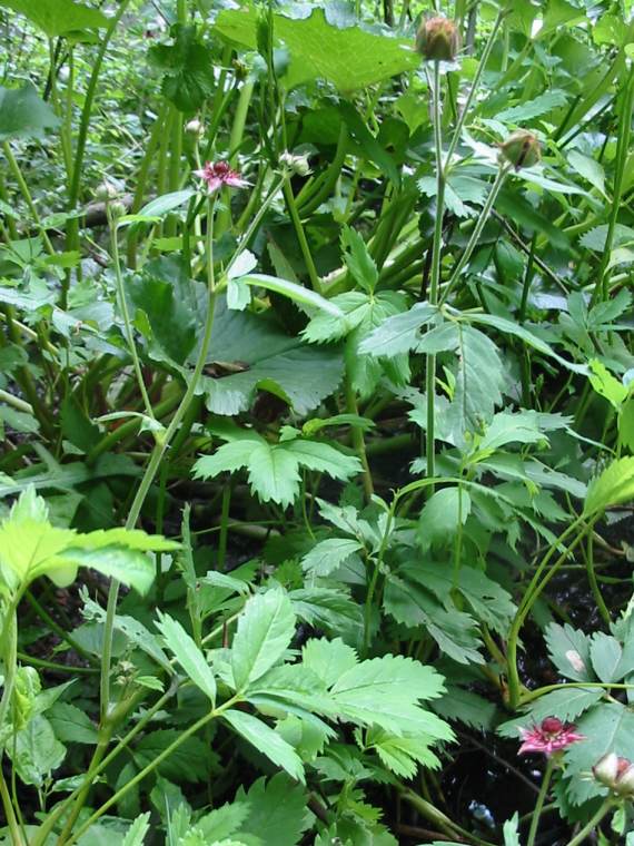 Howardian Local Nature Reserve Marsh Cinquefoil bud