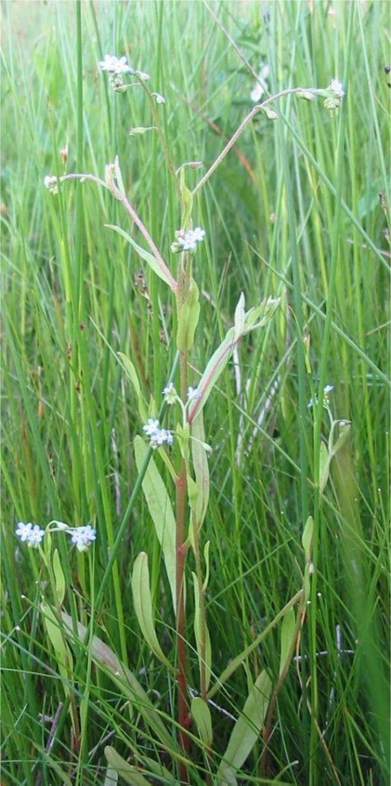 Howardian Local Nature Reserve Marsh Forget-me-not