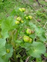 Marsh Marigold Bud