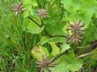 Japanese Knotweed
  Invasive species