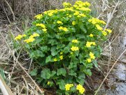 Marsh Marigold