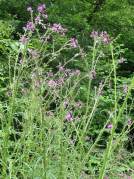 Marsh Thistle