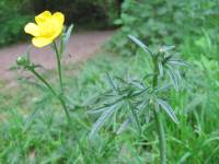 Meadow Buttercup