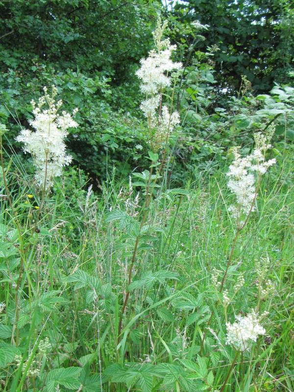 Howardian Local Nature Reserve Common Agrimony