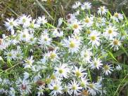 Michaelmas Daisy