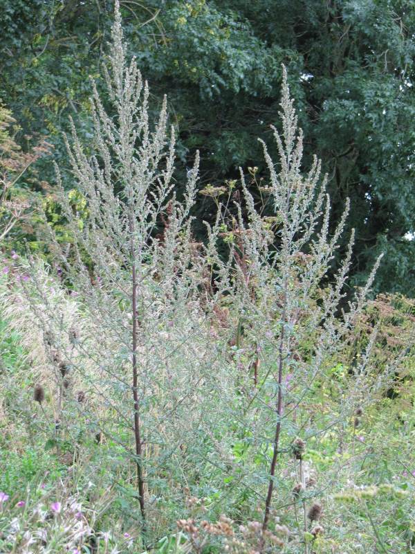 Howardian Local Nature Reserve Mugwort