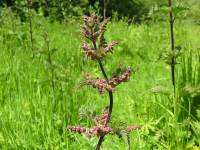 Nettle flower