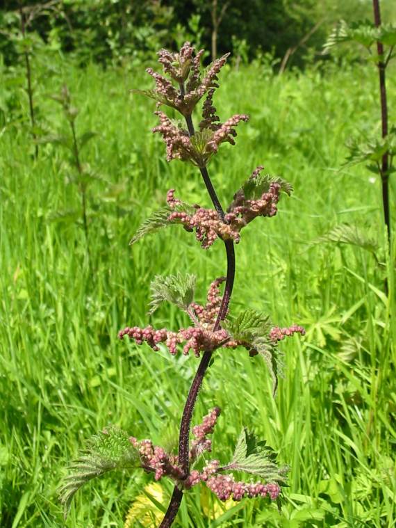 Howardian Local Nature Reserve Stinging Nettle