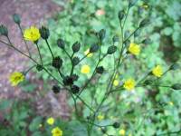 Nipplewort