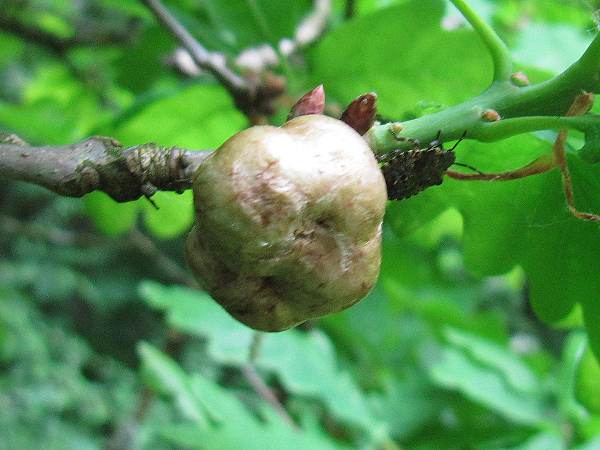 Howardian Local Nature Reserve 
 Oak Apple