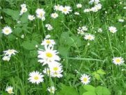 Ox-Eye Daisy