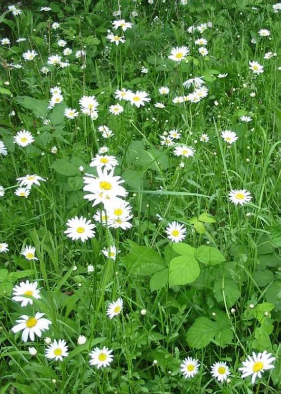 Howardian Local Nature Reserve Ox-Eye Daisy