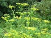 Wild Parsnip