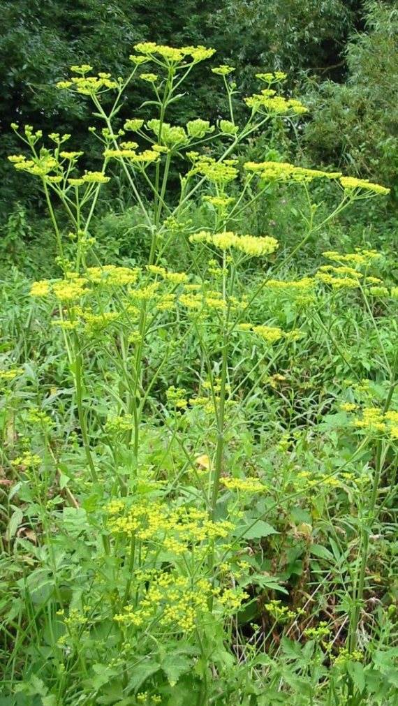Howardian Local Nature Reserve Wild Parsnip