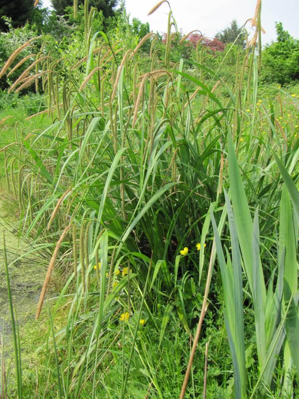 Howardian Local Nature Reserve Pendulous Sedge