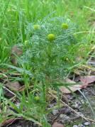 Pineapple mayweed