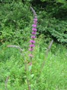 Purple Loosestrife