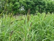 Greater Pond Sedge