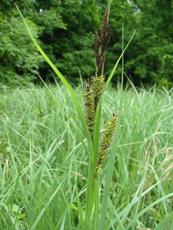 Howardian Local Nature Reserve Greater Pond Sedge