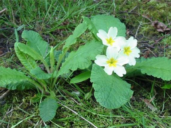 Howardian Local Nature Reserve Primrose