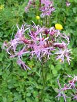 Ragged Robin