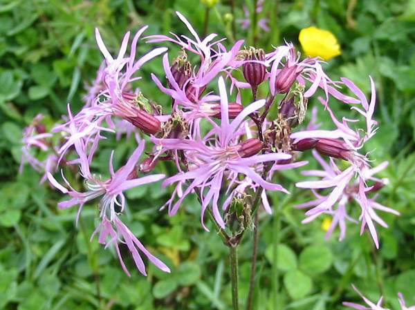 Howardian Local Nature Reserve Ragged Robin