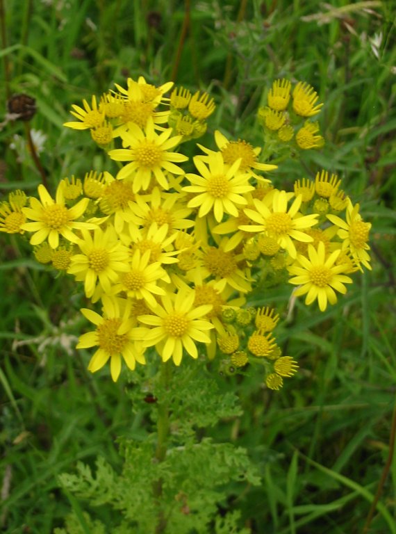 Howardian Local Nature Reserve Ragwort