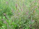 Red Bartsia