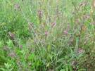 Red Bartsia