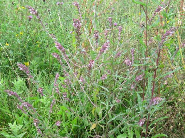 Howardian Local Nature Reserve Red Bartsia