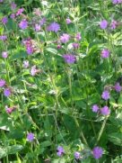 Red Campion