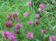 Red Clover