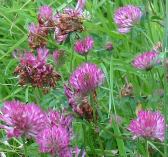 Howardian Local Nature Reserve Red Clover