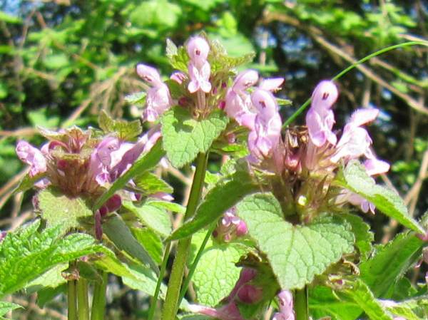 Howardian Local Nature Reserve Hazel female flower