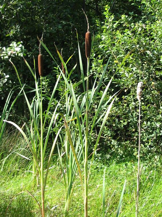 Howardian Local Nature Reserve Reedmace