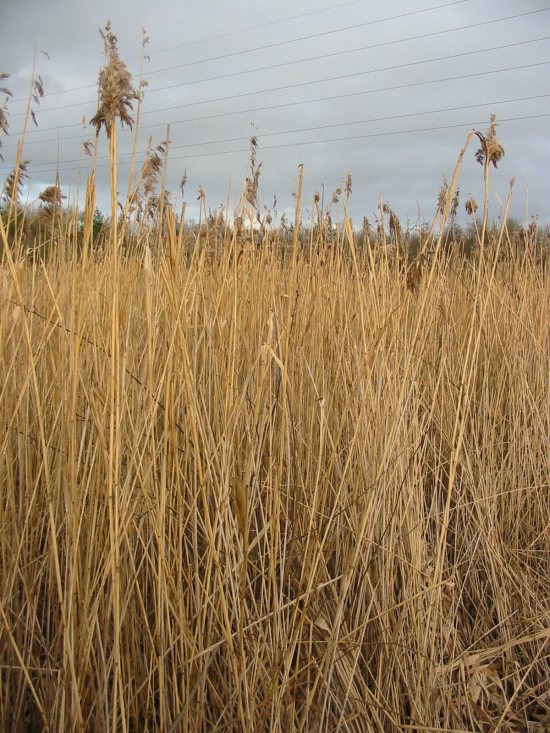 Howardian Local Nature Reserve Common Reeds in Winter