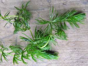 Rigid Hornwort