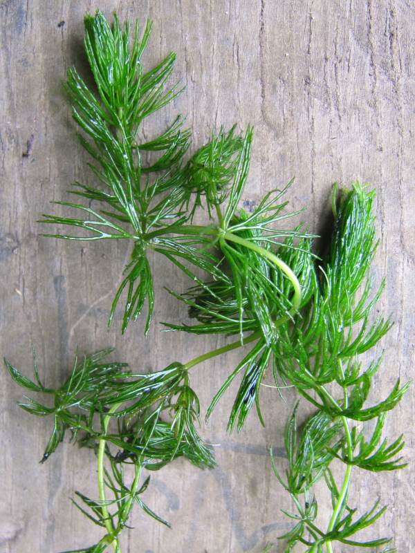 Howardian Local Nature Reserve Rigid Hornwort