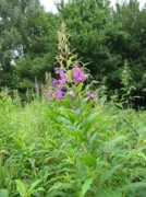 Rose Bay Willow Herb