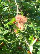 Robin's pincushion