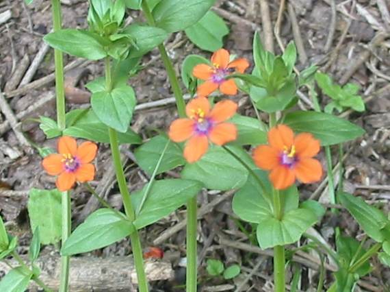 Howardian Local Nature Reserve Scarlet Pimpernel