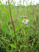 Sea Aster