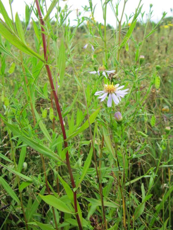 Howardian Local Nature Reserve Bramble, Blackberry